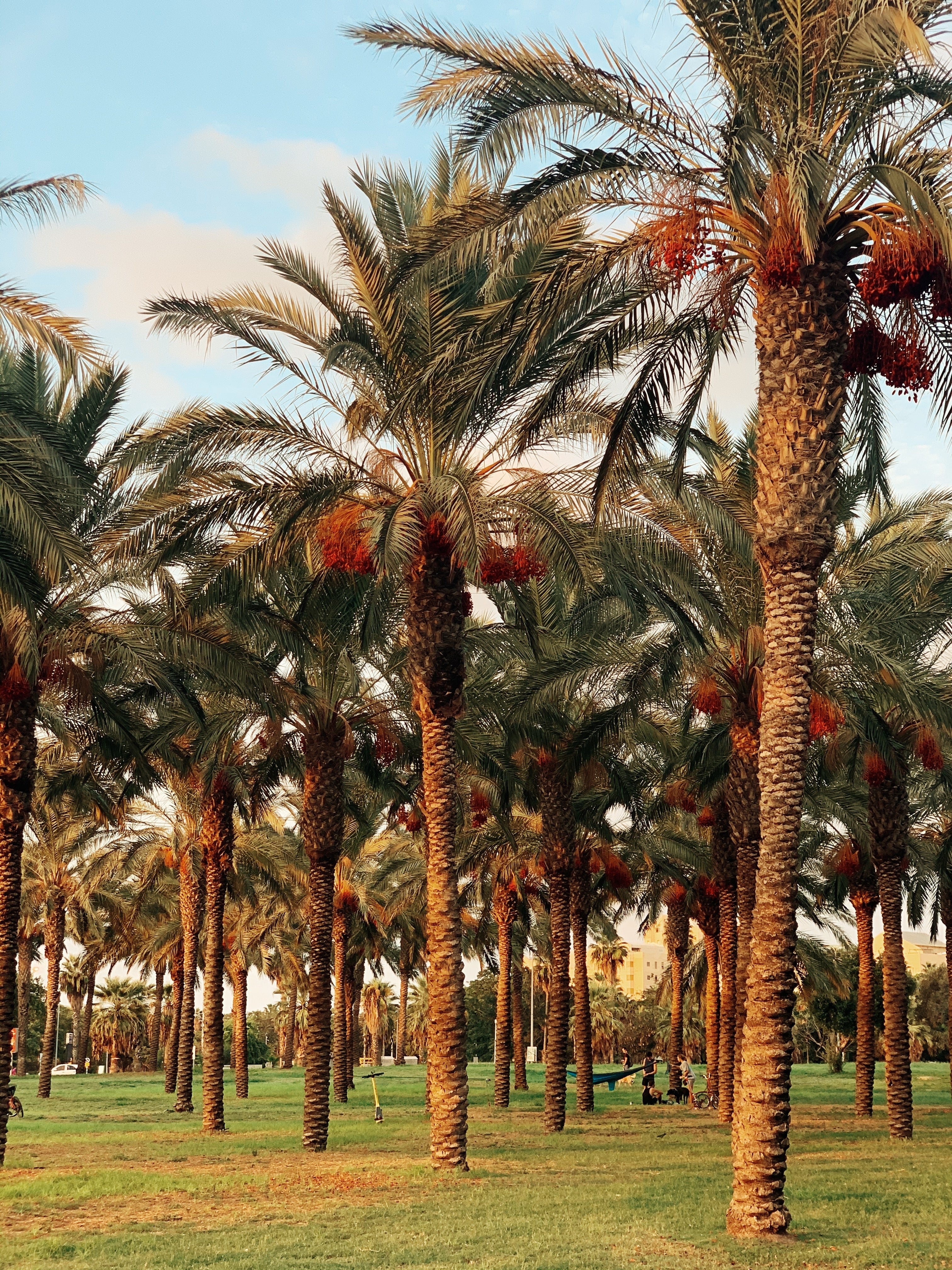 Field of Date Palm Trees in the golden hour.