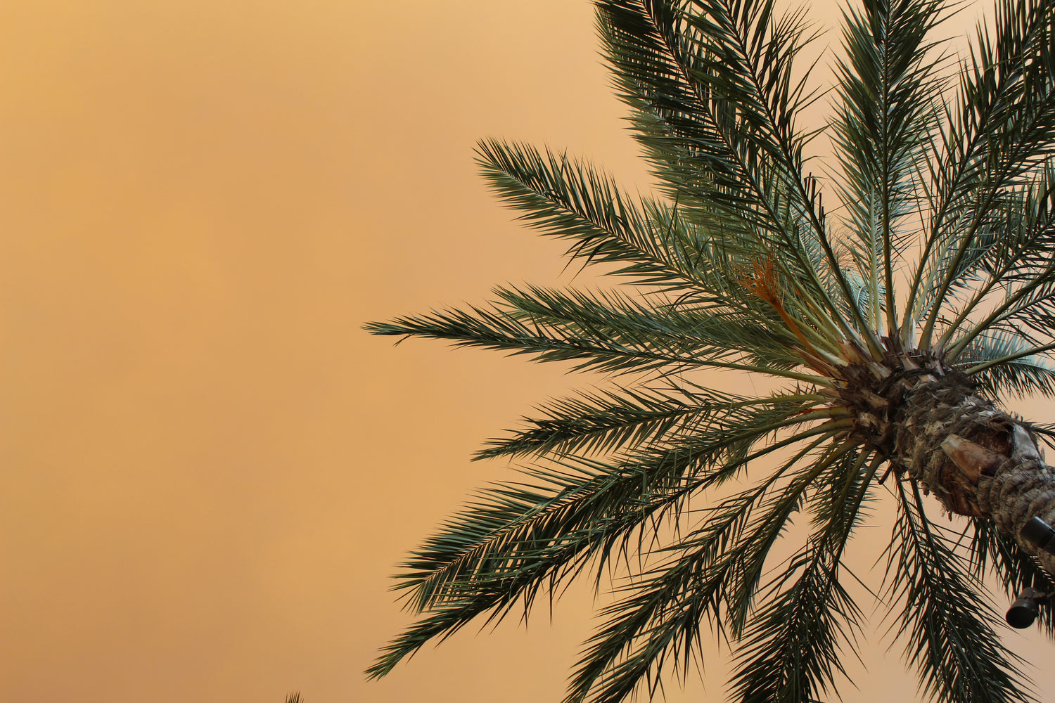 Date Palm Tree against a yellow orange background.