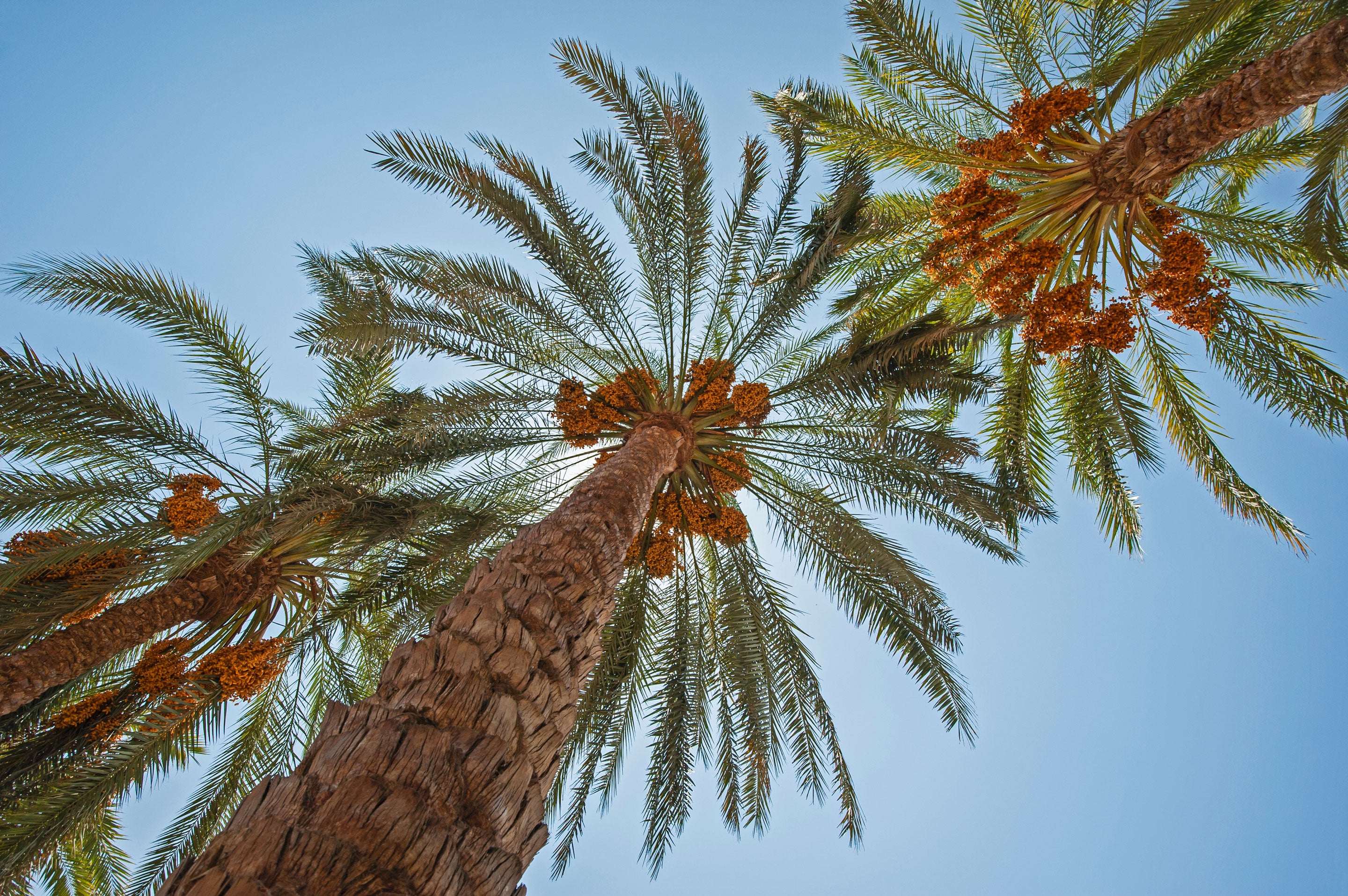 Date Palms against the sky on Date Farm.