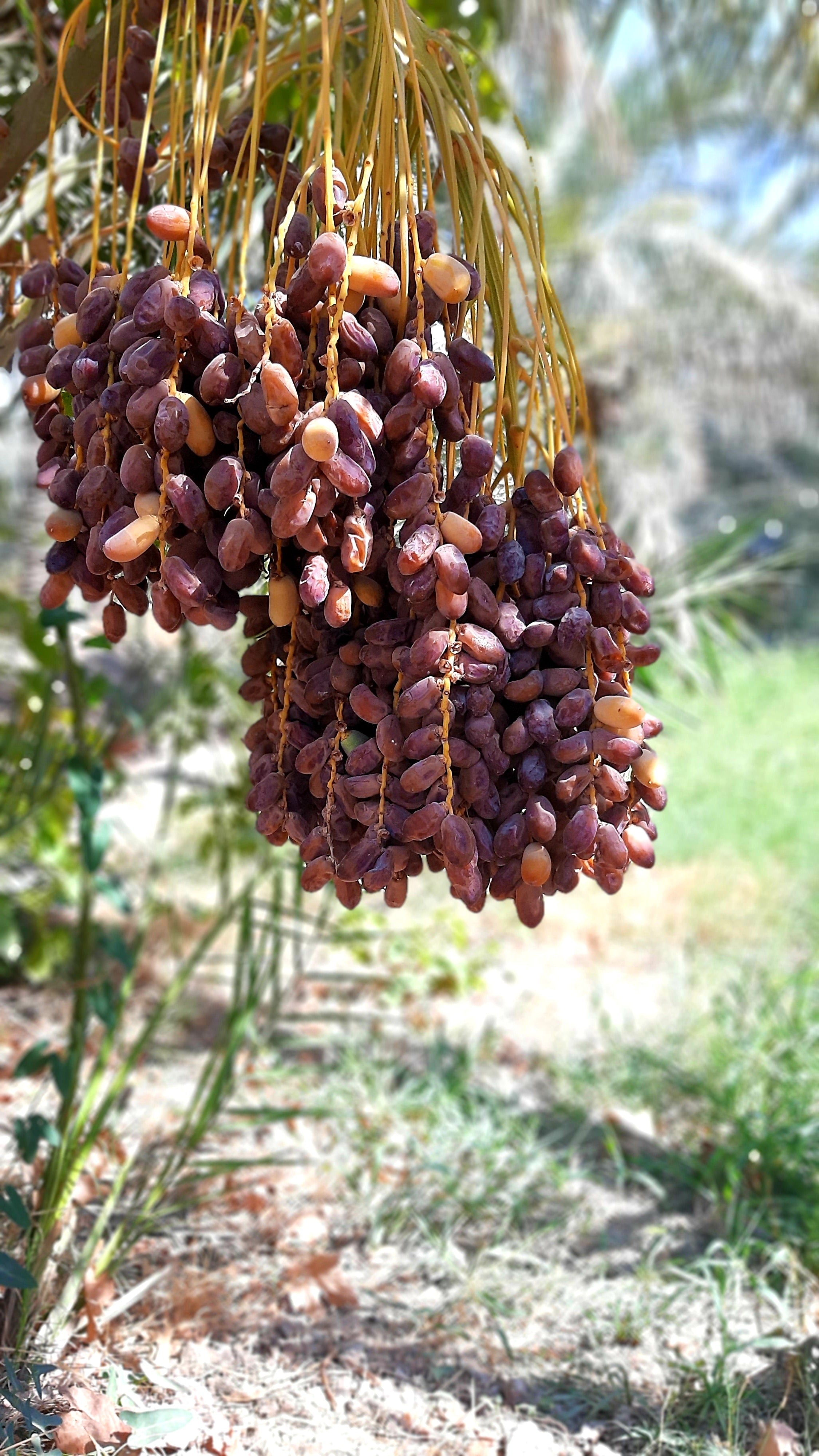 Dates on the tree hanging down.